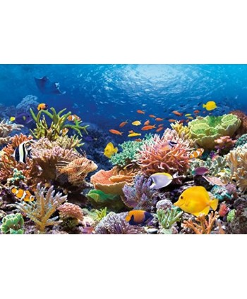 Castorland "Coral Reef Fishes Puzzle 1000 Piece